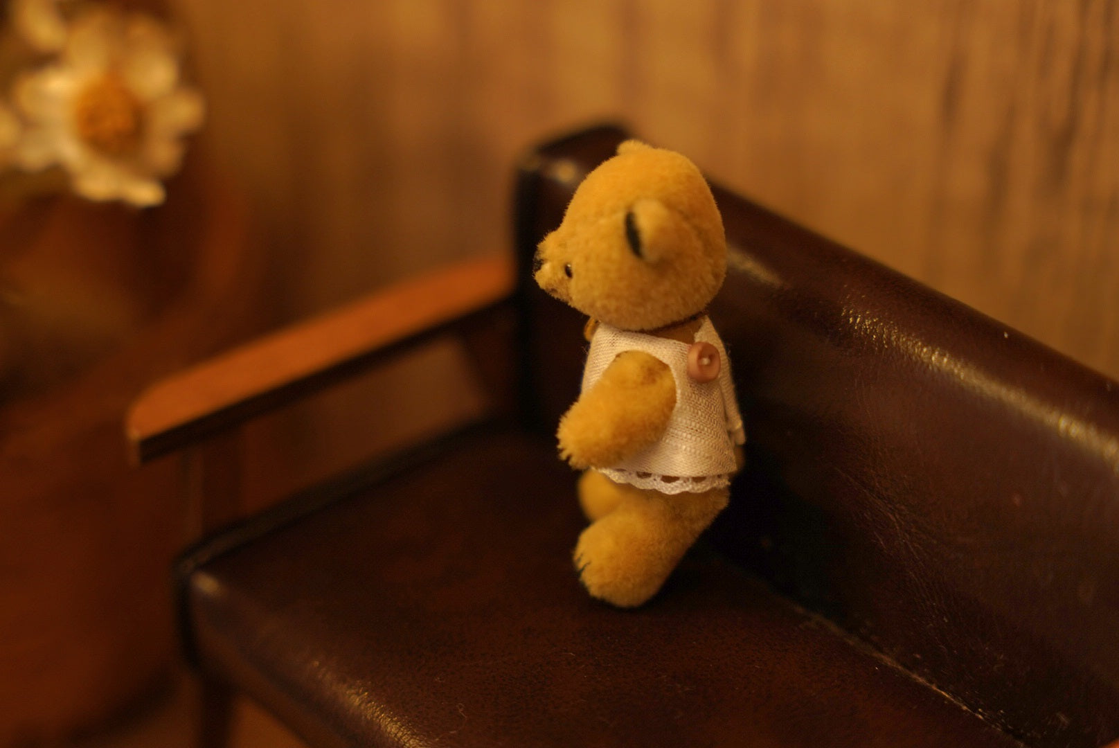 Niwasaki｜Sooty Style 向陽迷你熊🌾