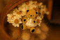 Niwasaki｜Sooty Style 向陽迷你熊🌾