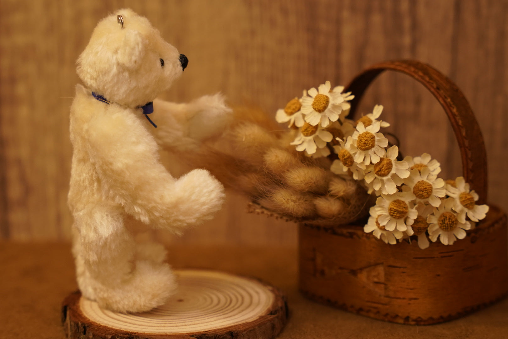 掌心上的小宇宙 ‧ POLARIS BEAR 🧸 ⌖ Part 1 ⌖