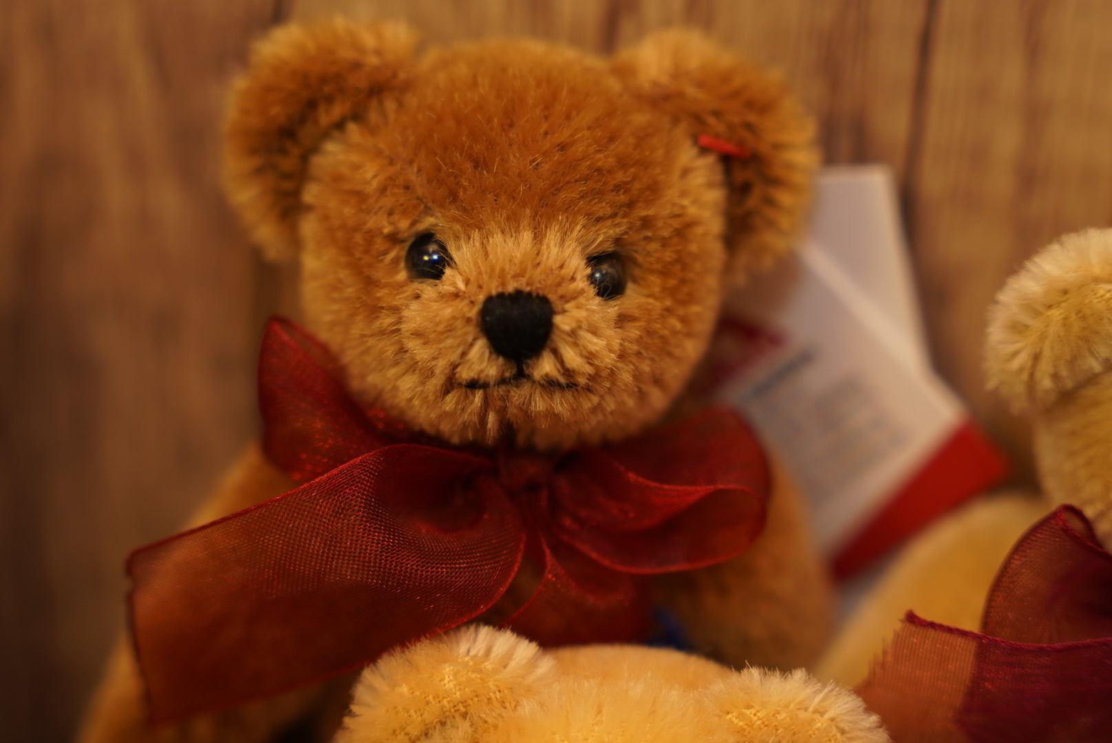 ᴄʟᴇᴍᴇɴꜱ ɴᴏꜱᴛᴀʟɢɪᴀ ᴛᴇᴅᴅʏ 𝟣𝟤.𝟧ᴄᴍ