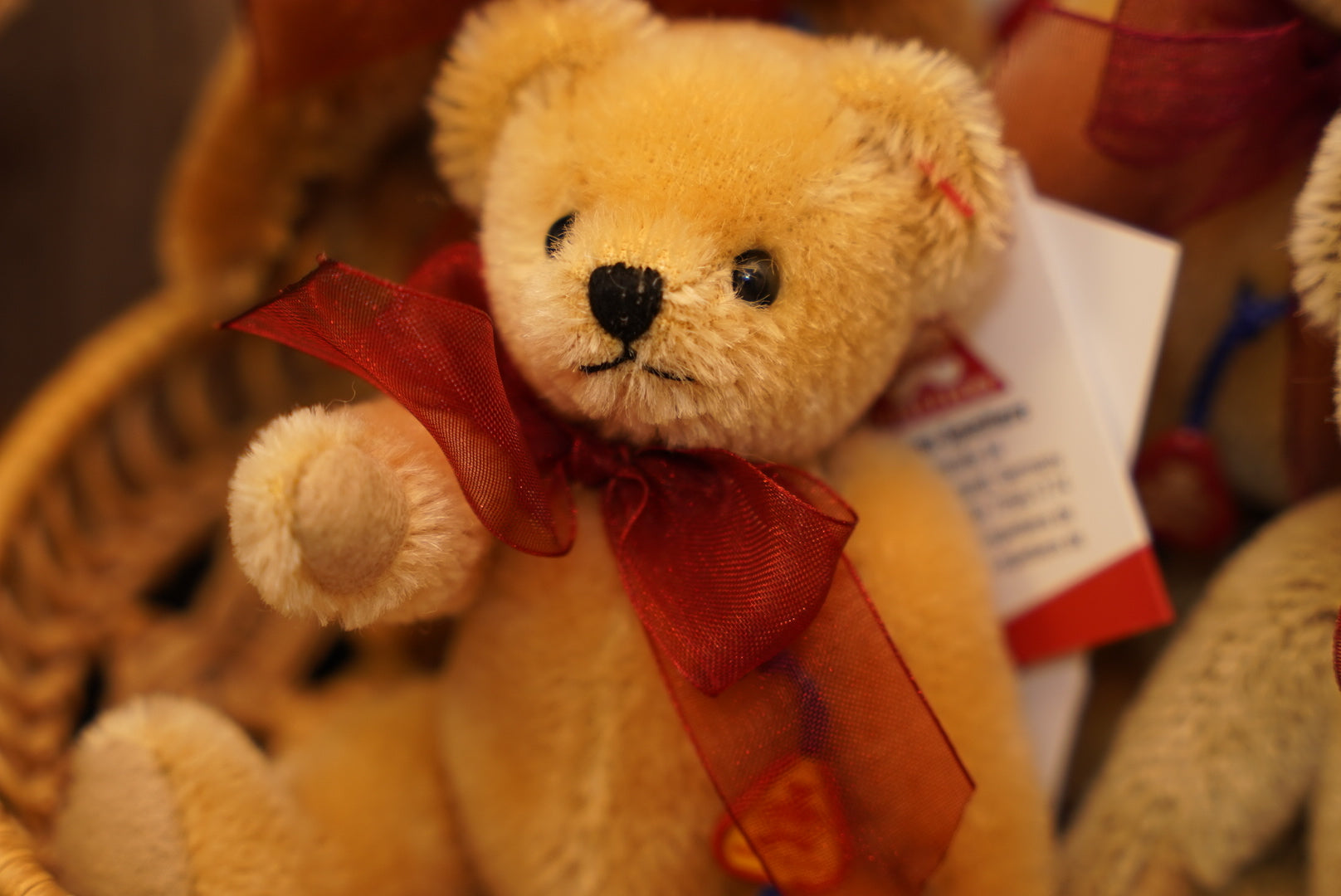 ᴄʟᴇᴍᴇɴꜱ ɴᴏꜱᴛᴀʟɢɪᴀ ᴛᴇᴅᴅʏ 𝟣𝟤.𝟧ᴄᴍ